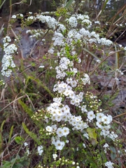 Spiraea prunifolia pseudoprunifolia