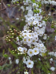 Spiraea prunifolia pseudoprunifolia