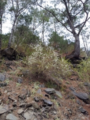 Spiraea prunifolia pseudoprunifolia