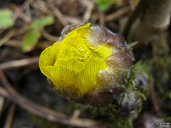 Adonis vernalis