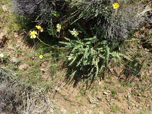 Image of Senecio spiraeifolius by no rights reserved