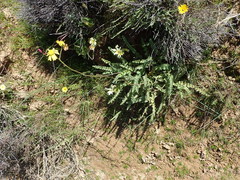Senecio spiraeifolius