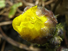 Adonis vernalis