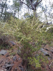 Spiraea prunifolia pseudoprunifolia