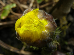 Adonis vernalis