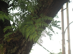 Davallia denticulata