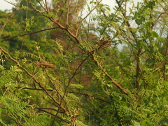 Mimosa pigra