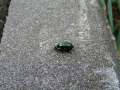 Poecilus versicolor