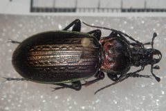 Carabus morbillosus alternans