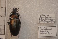 Carabus morbillosus alternans