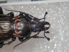 Carabus morbillosus alternans