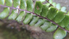 Asplenium tripteropus
