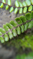 Asplenium tripteropus