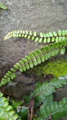 Asplenium tripteropus