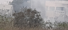 Dicrurus macrocercus