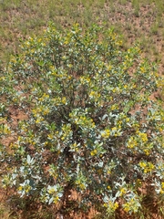 Senna artemisioides alicia