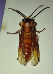 Provespa barthelemyi