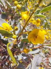 Senna artemisioides alicia