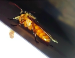 Provespa barthelemyi