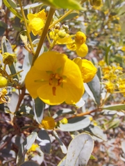 Senna artemisioides alicia