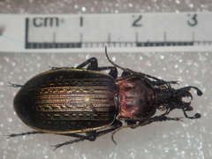 Carabus morbillosus alternans