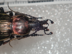 Carabus morbillosus alternans