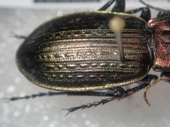 Carabus morbillosus alternans