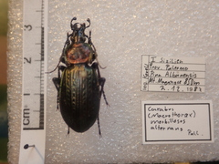 Carabus morbillosus alternans