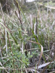 Fumaria bastardii