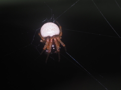 Araneidae
