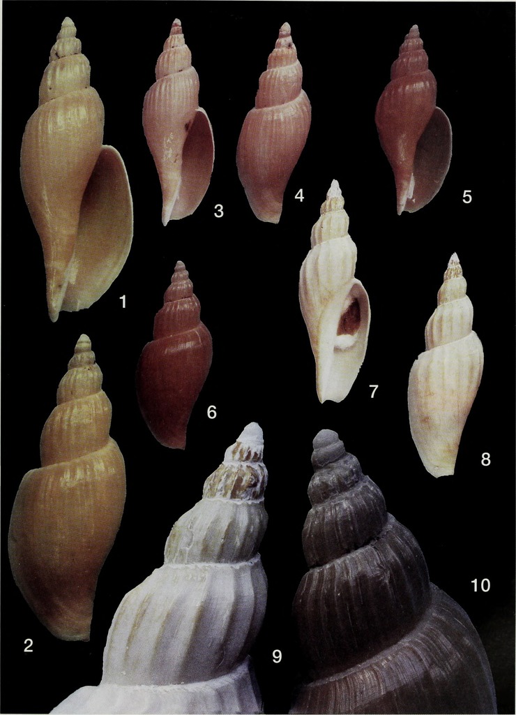 Saotomea