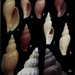 Saotomea - Photo Internet Archive Book Images, no known copyright restrictions (public domain)