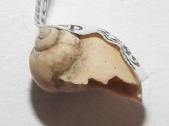 Lithoglyphus naticoides