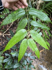 Austromatthaea elegans