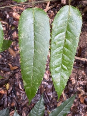 Austromatthaea elegans