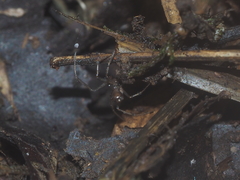 Linyphiidae
