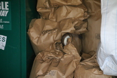 Mustela