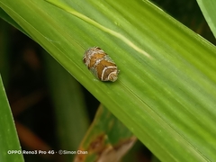 Lophopinae