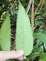 Austromatthaea elegans