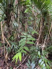 Austromatthaea elegans