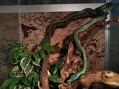 Gonyosoma boulengeri