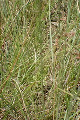 Bulbostylis burchellii