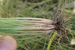 Bulbostylis burchellii