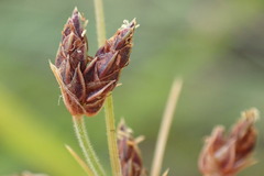 Bulbostylis burchellii