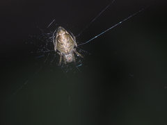 Eriovixia pseudocentrodes