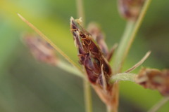 Bulbostylis burchellii