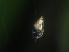 Eriovixia pseudocentrodes