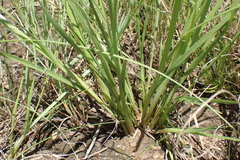 Fimbristylis complanata