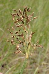 Fimbristylis complanata