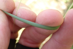 Fimbristylis complanata